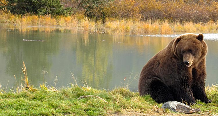 An image of a Grizzly Bear taking a rest